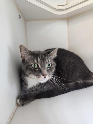 Enlarge Mila, a Adoptable mixed breed in Erin, ON image 1/3