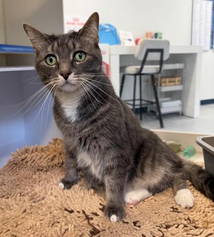 Enlarge Mila, a Adoptable mixed breed in Erin, ON image 2/3