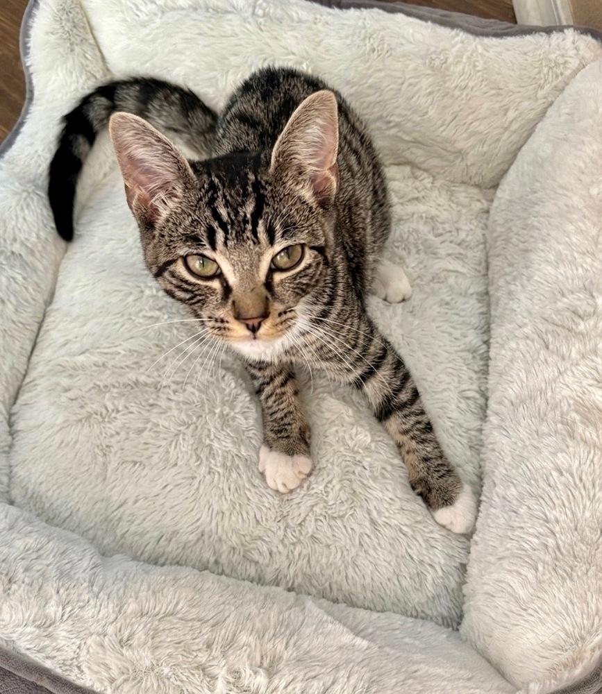 Enlarge Caprica, a Adoptable Domestic Short Hair in Lancaster, CA image 1/4
