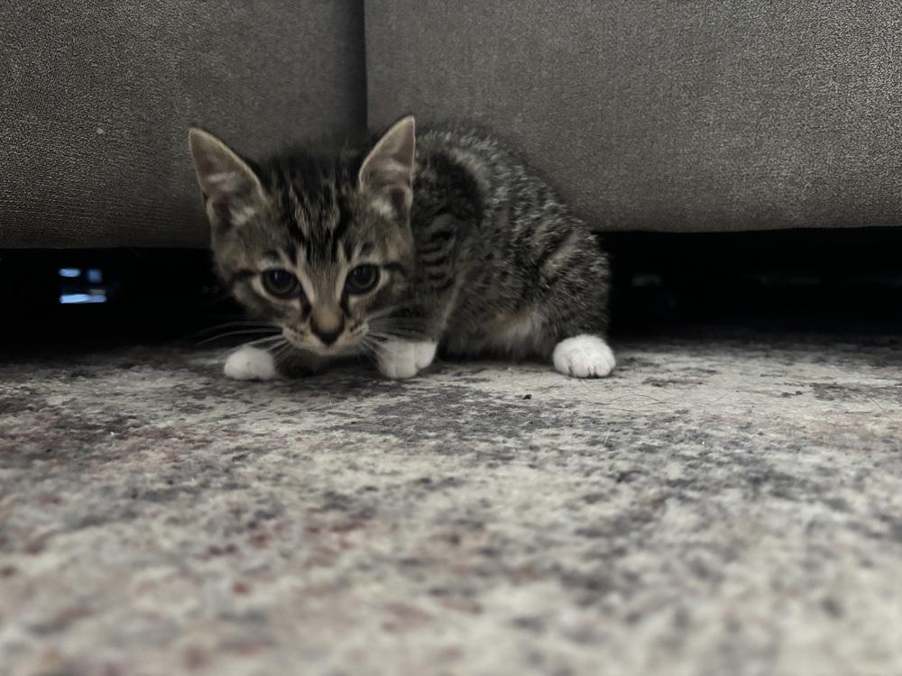 Enlarge Caprica, a Adoptable Domestic Short Hair in Lancaster, CA image 2/4