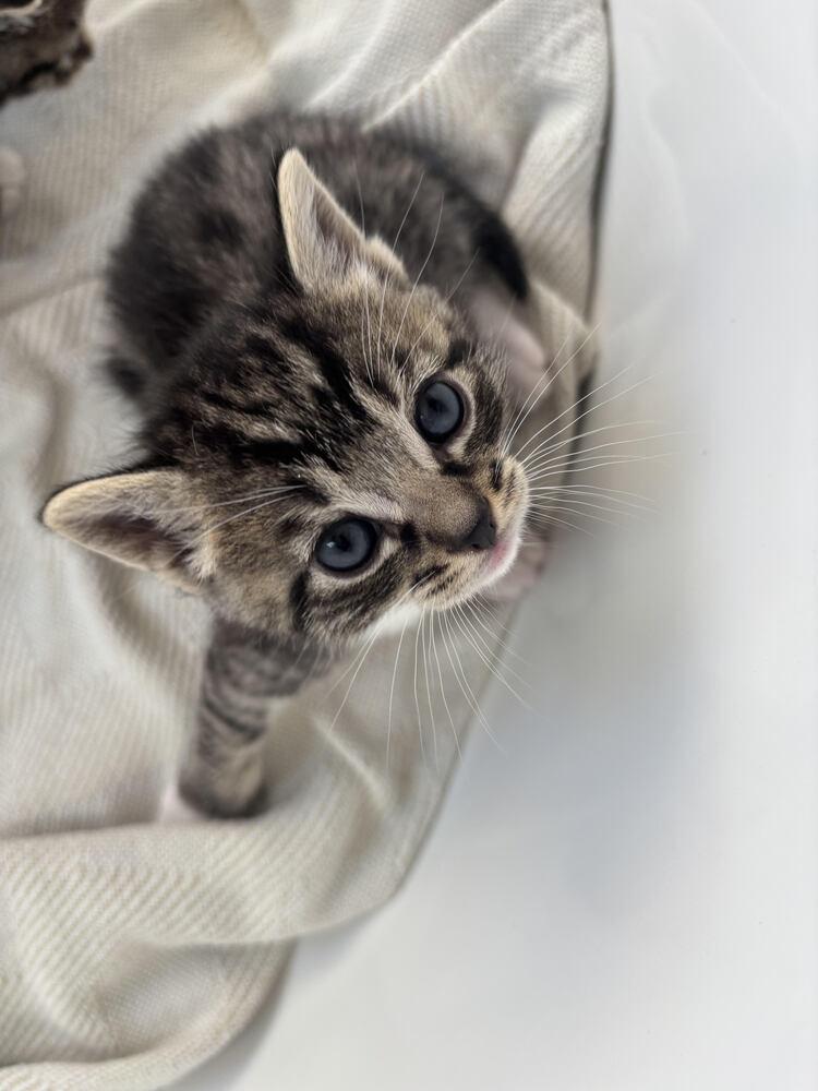 Enlarge Caprica, a Adoptable Domestic Short Hair in Lancaster, CA image 3/4