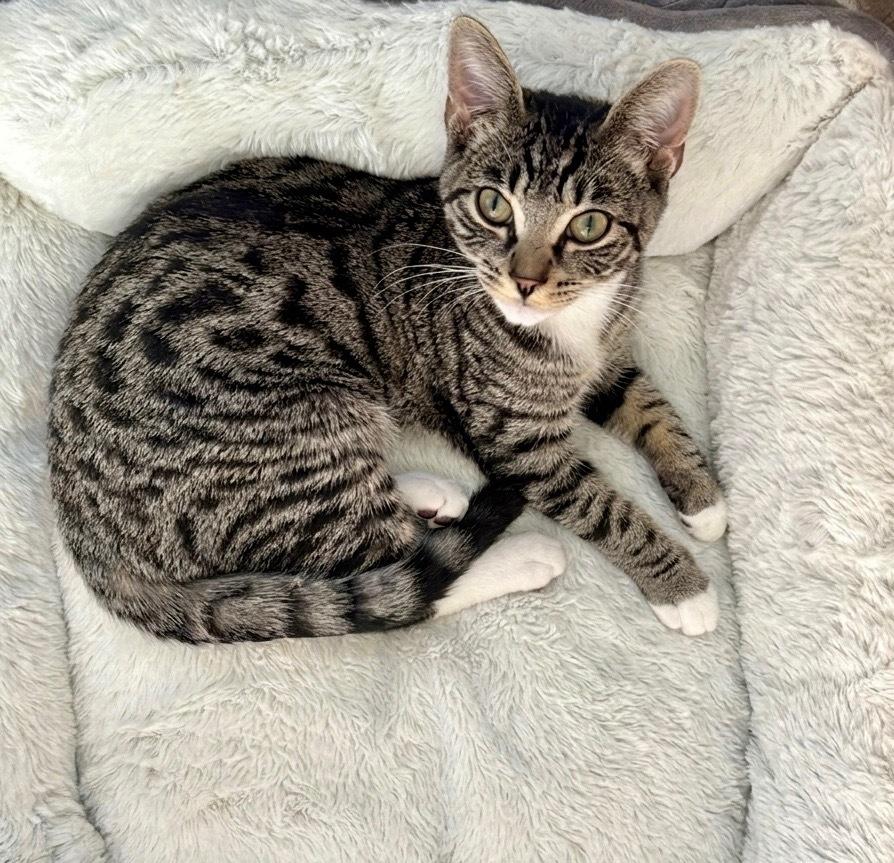Enlarge Caprica, a Adoptable Domestic Short Hair in Lancaster, CA image 4/4