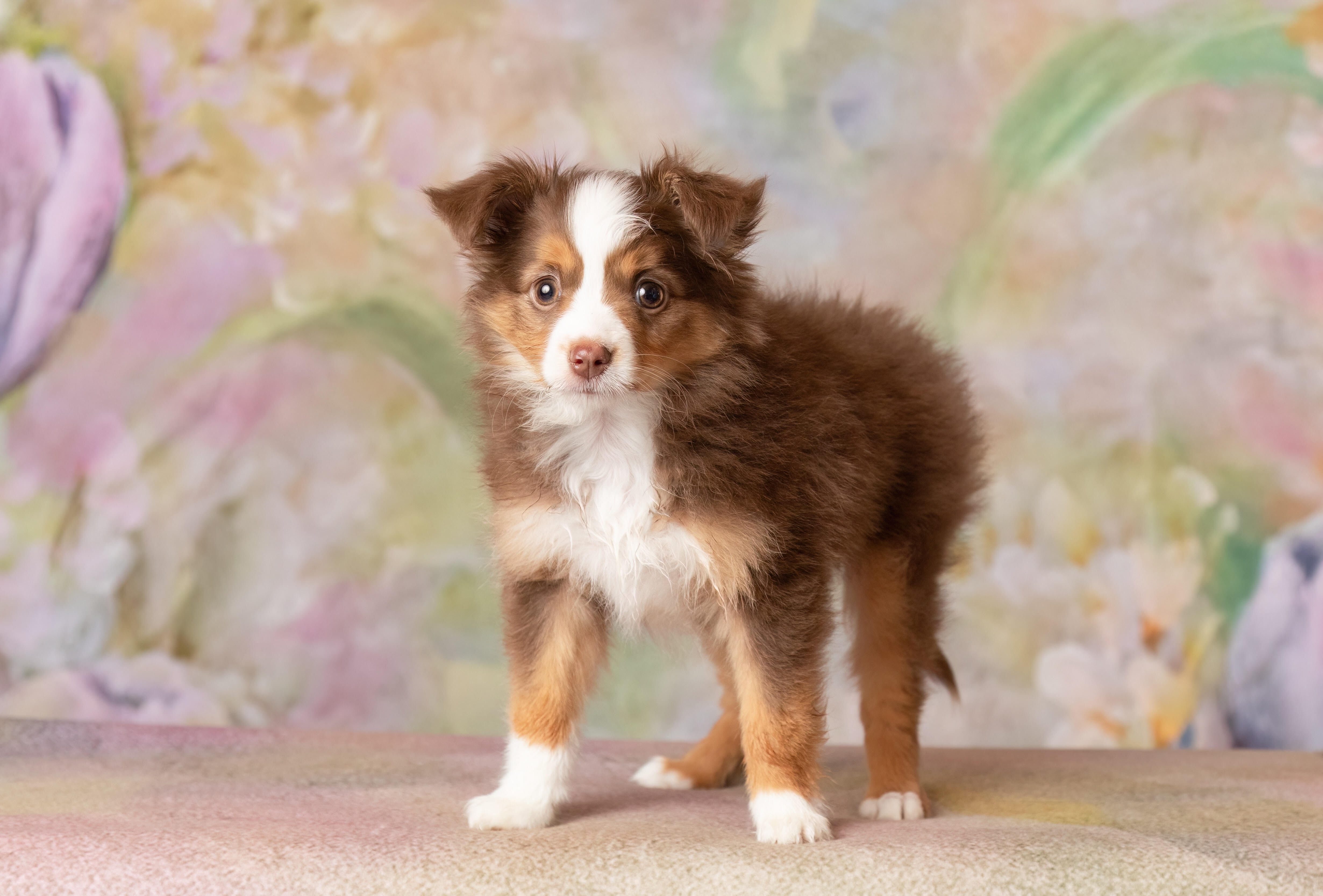 Enlarge Ruby, a Adopted mixed breed in Denton, TX image 1/6