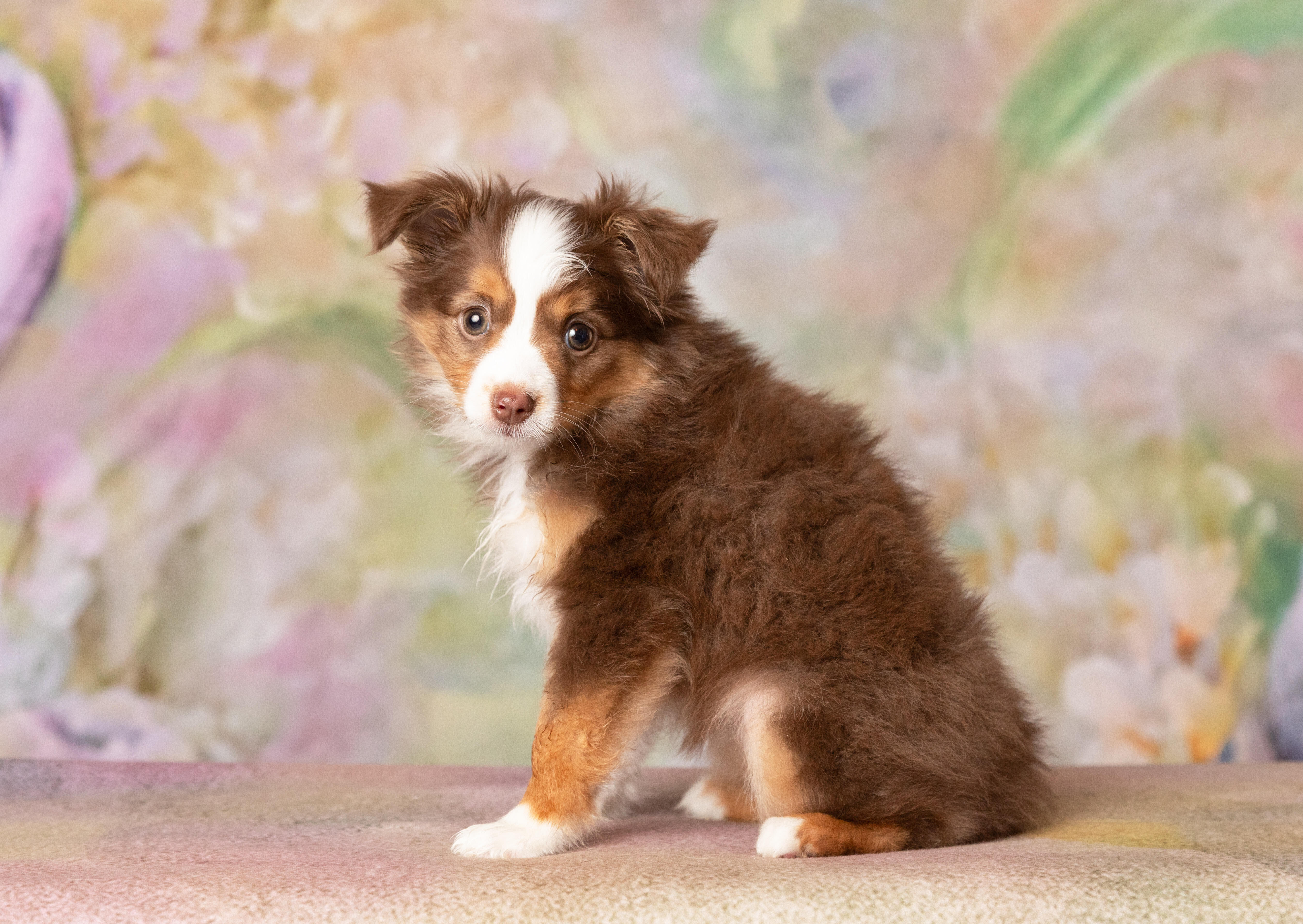 Enlarge Ruby, a Adopted mixed breed in Denton, TX image 2/6