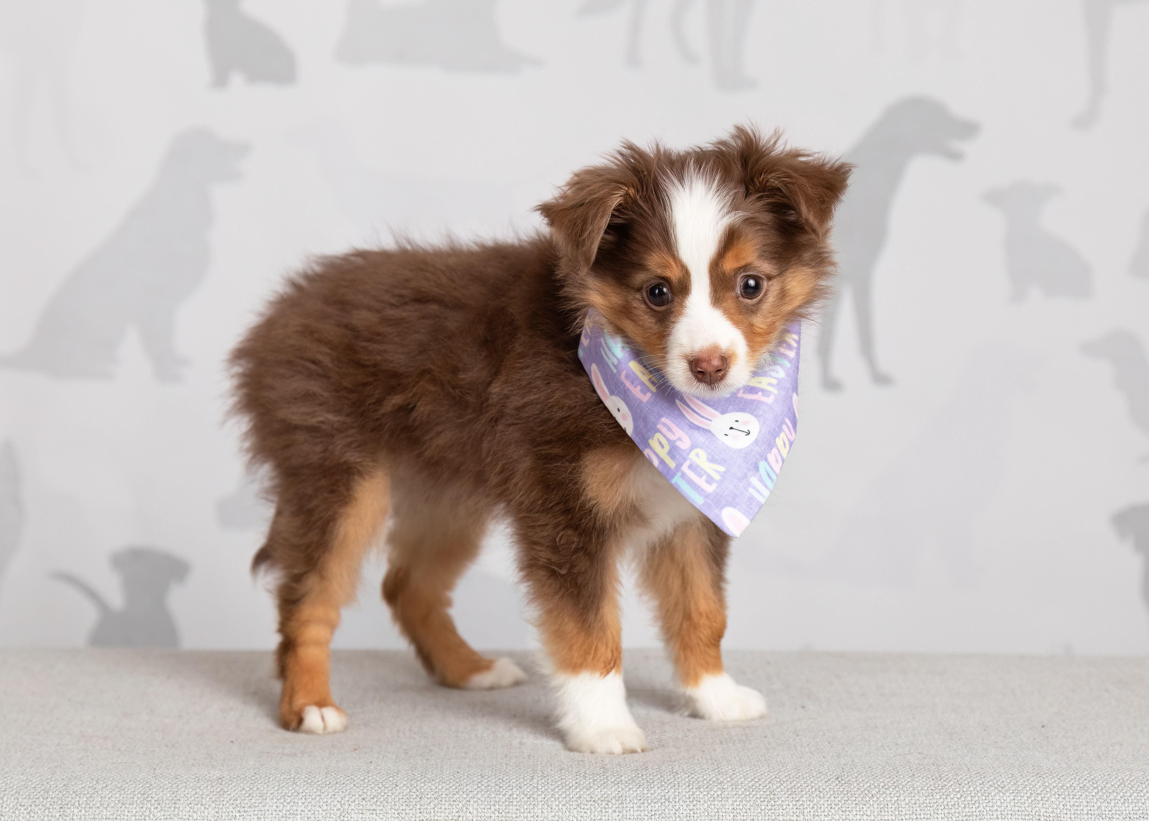 Enlarge Ruby, a Adopted mixed breed in Denton, TX image 3/6
