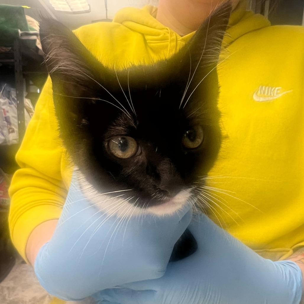 Abel, Adoptable, Kitten Male Domestic Short Hair.