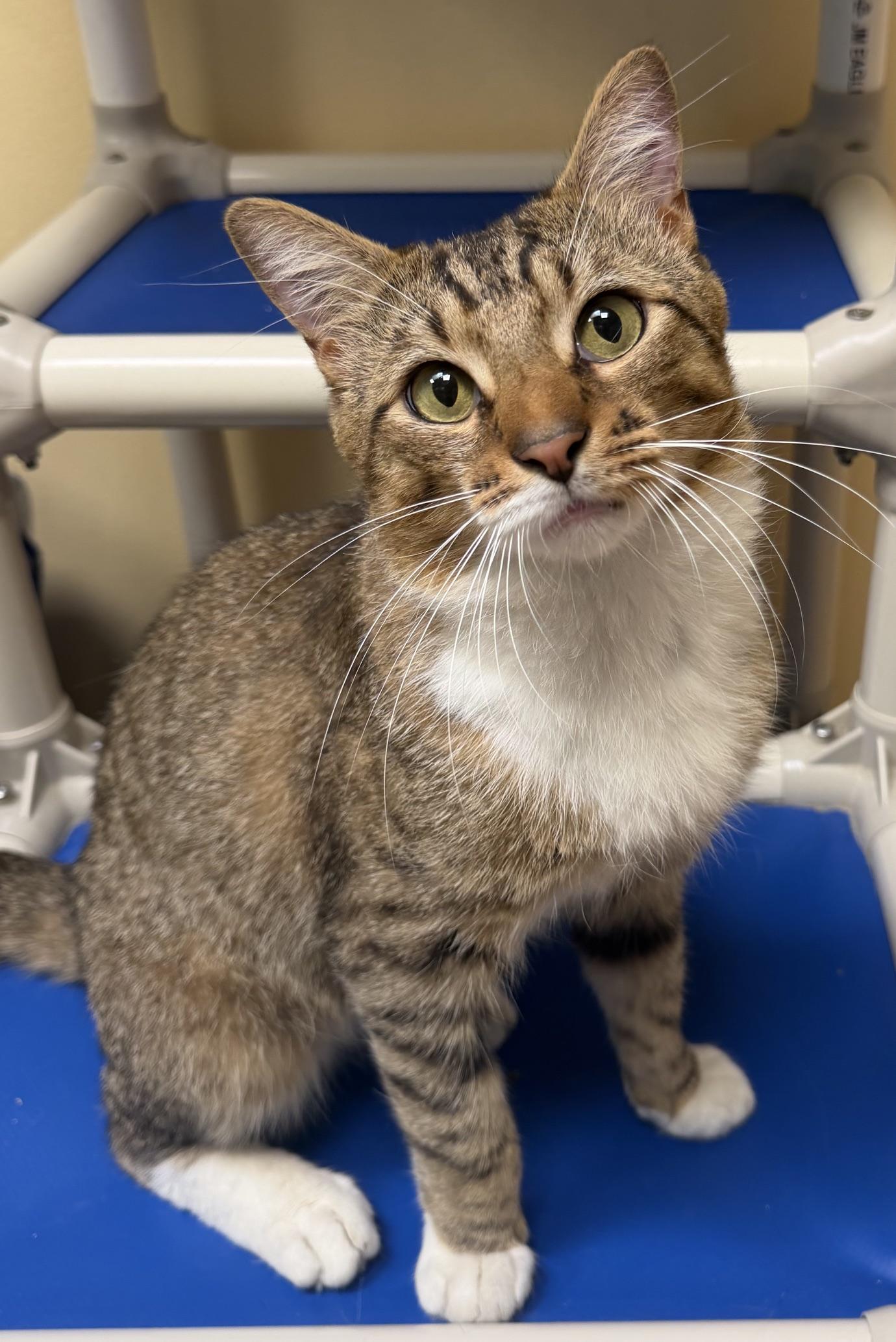 Enlarge Mickey Mouse, a Adopted Domestic Short Hair in Norwalk, CT image 1/1
