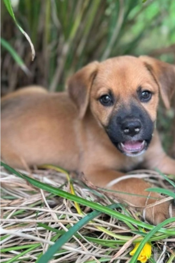 Quintin - Michelle, an adopted Shepherd & Hound Mix in Kalamazoo, MI_image-1