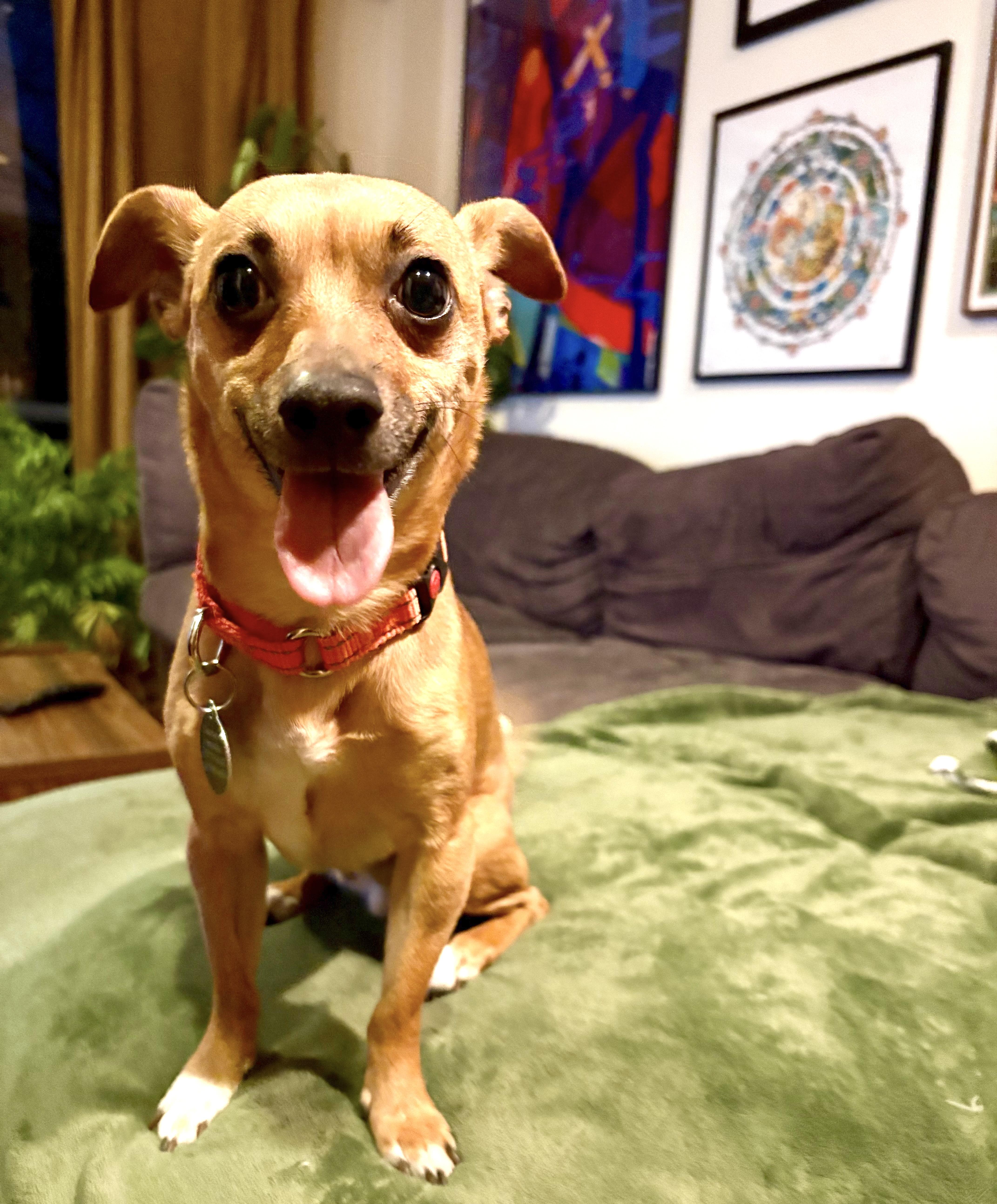 Boone, Adoptable, Adult Male Chihuahua.