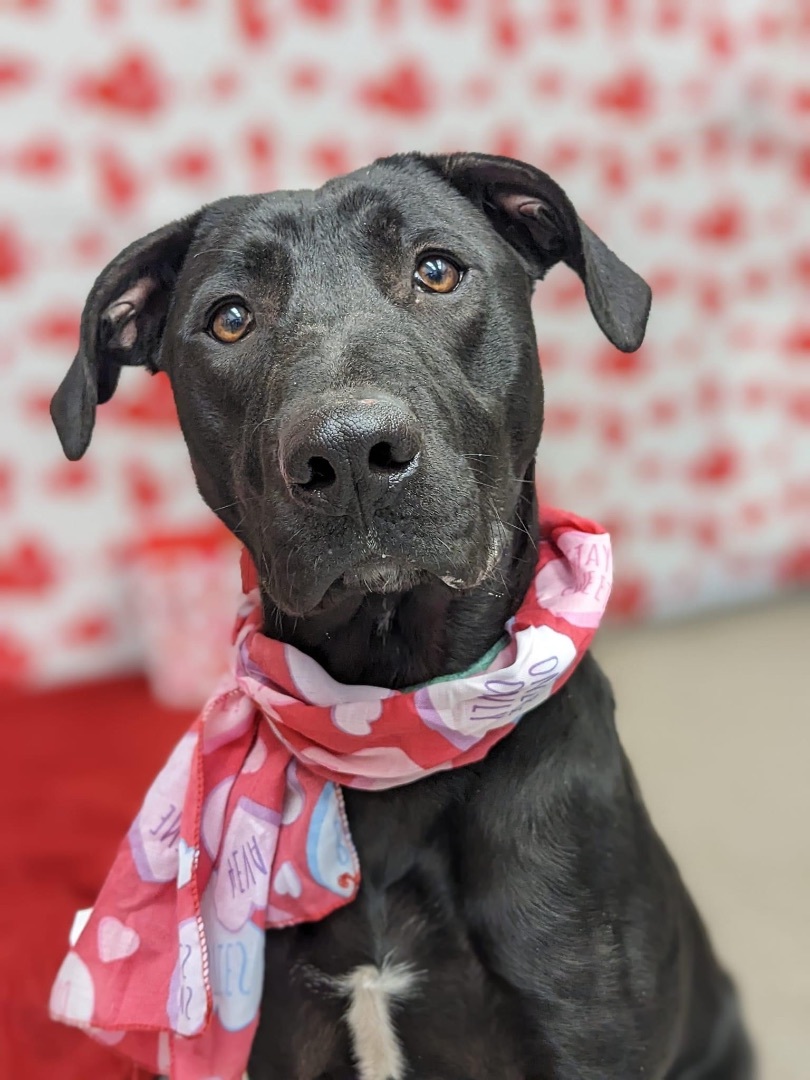 Enlarge Tilly, a Adoptable mixed breed in Jamesville, NY image 2/6