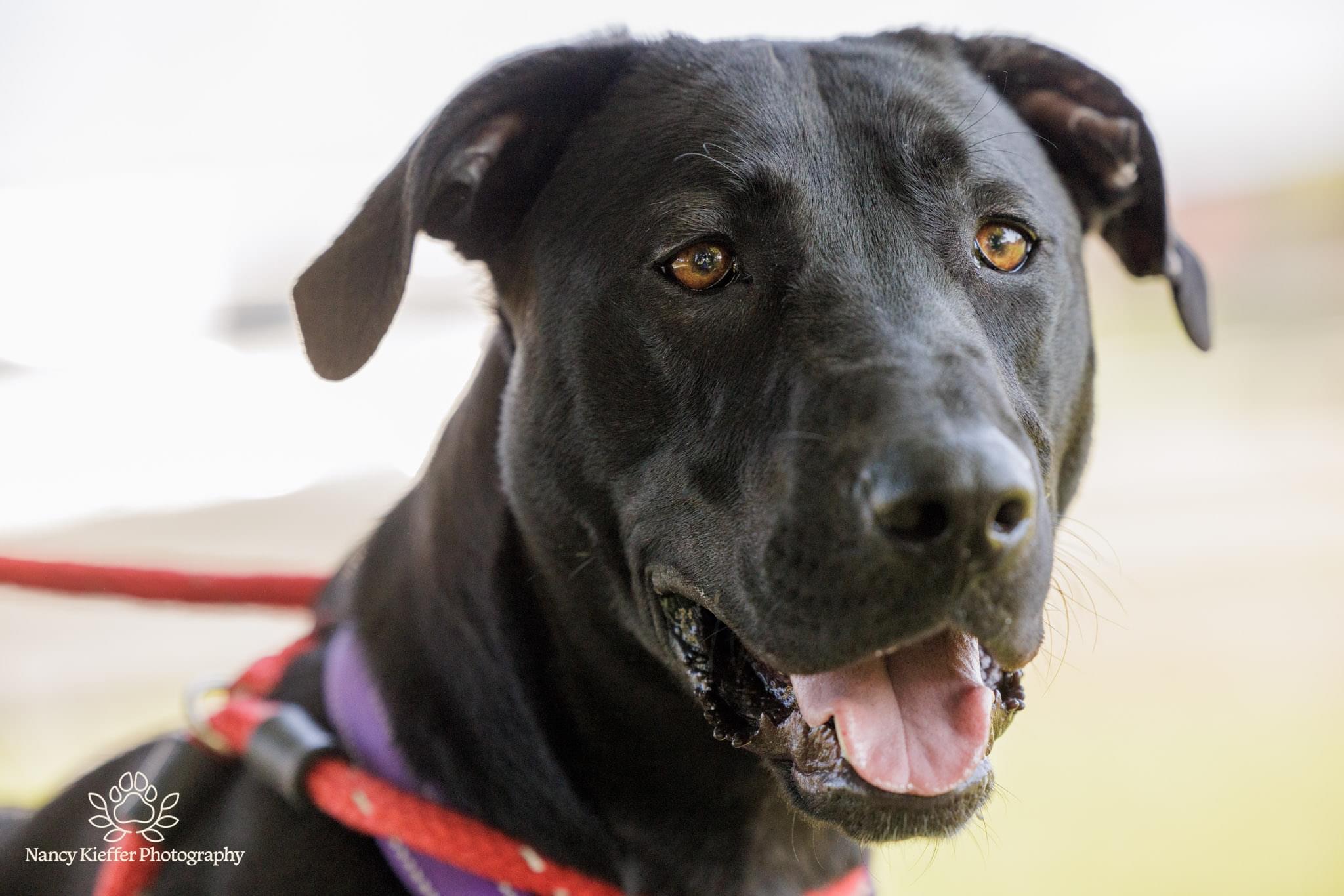 Enlarge Tilly, a Adoptable mixed breed in Jamesville, NY image 1/6