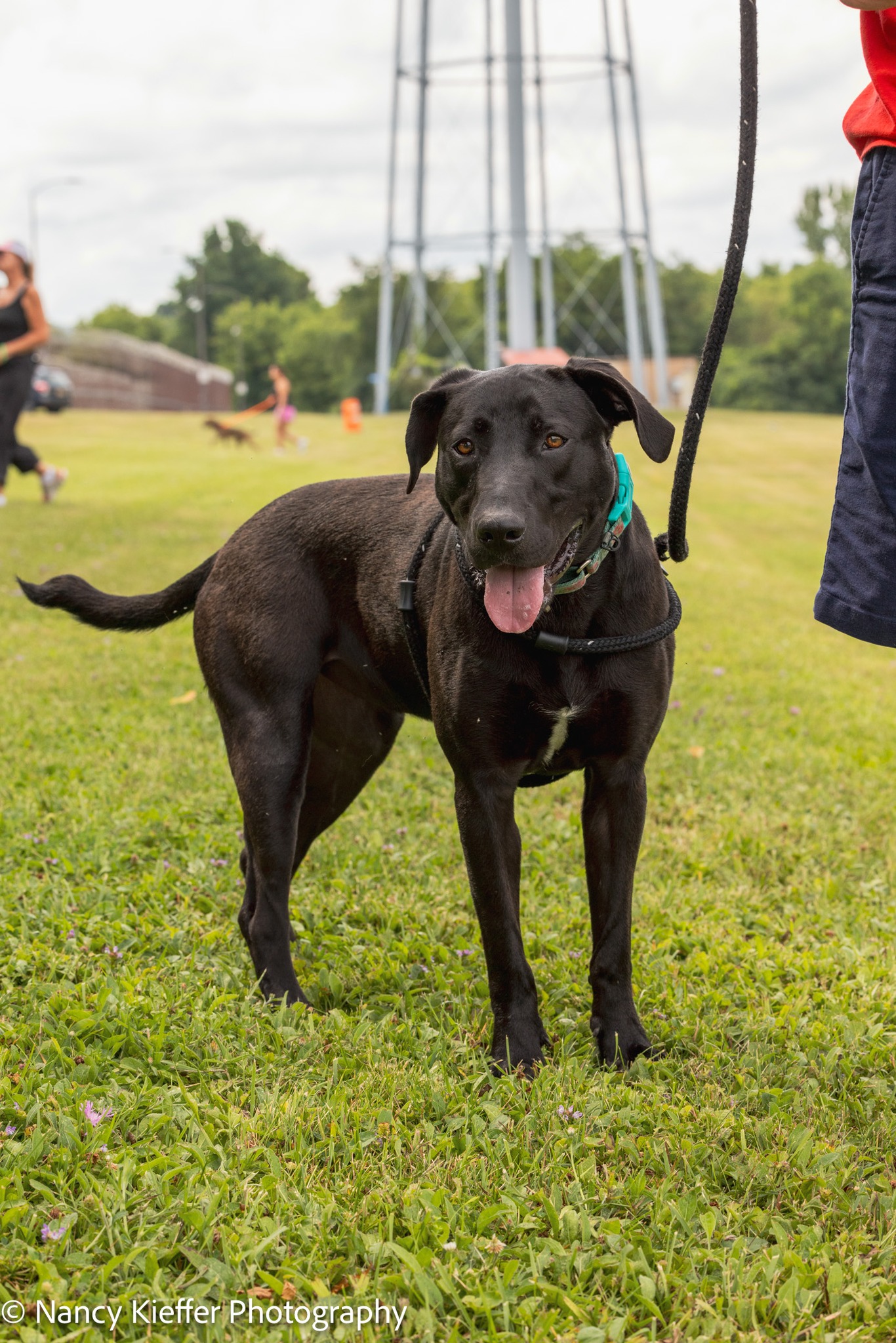 Enlarge Tilly, a Adoptable mixed breed in Jamesville, NY image 3/6