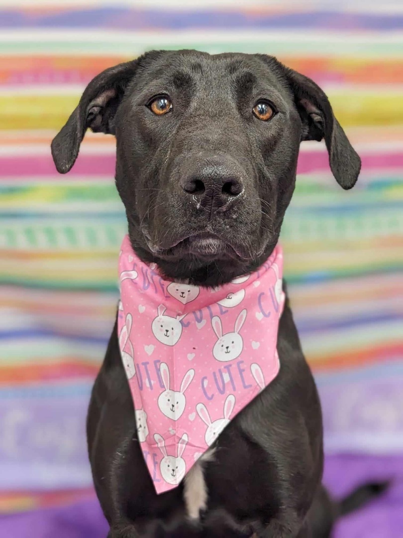 Enlarge Tilly, a Adoptable mixed breed in Jamesville, NY image 6/6