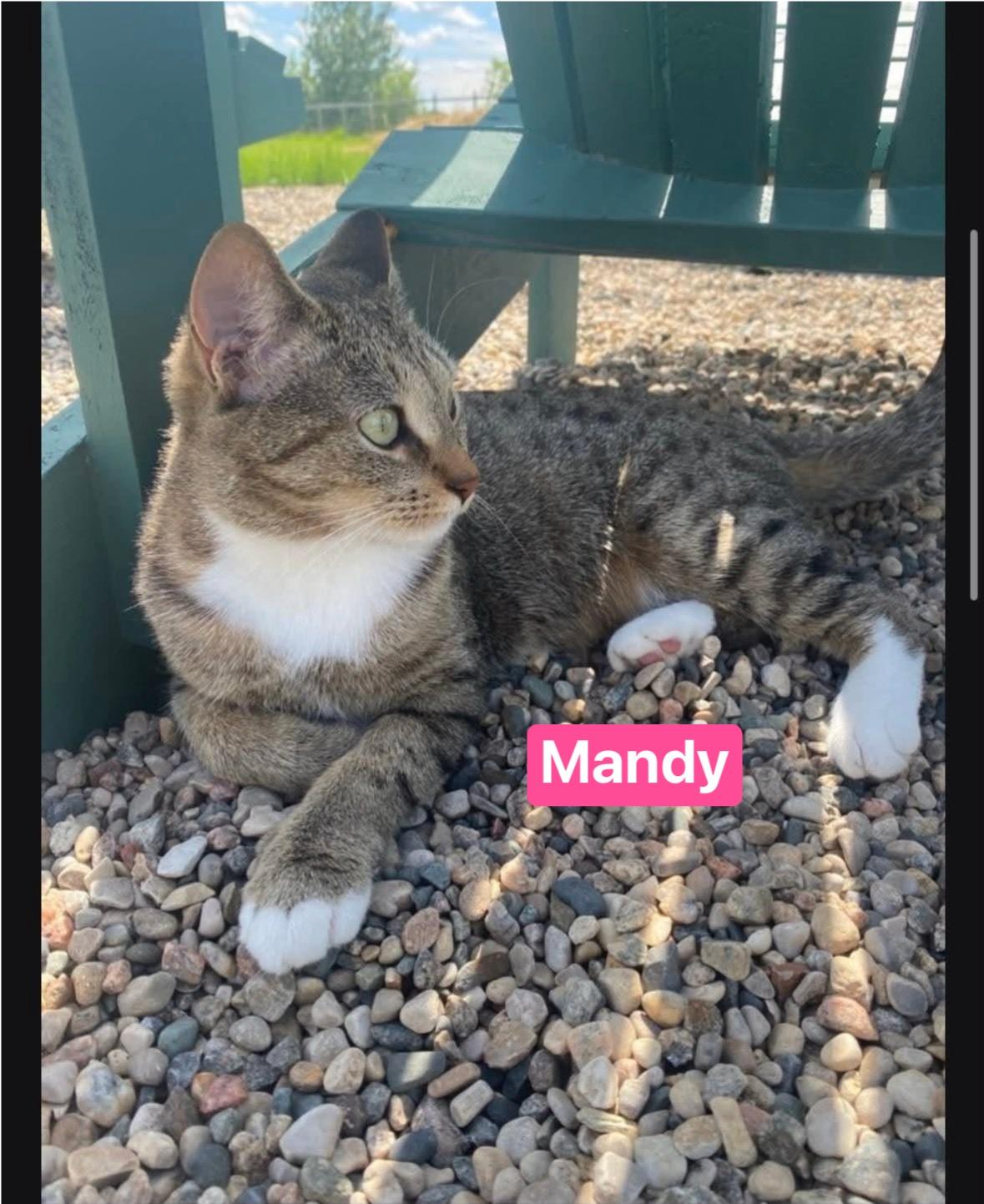Mandy, ADOPTABLE, Adult Female Tabby.