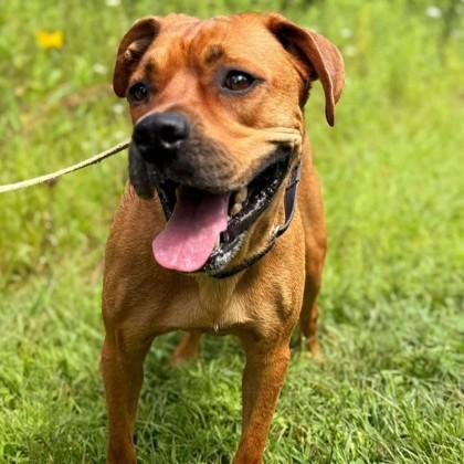 Enlarge Bear, a Adoptable Mixed Breed in Janesville, WI image 1/6