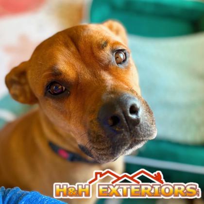 Bear, Adoptable, Young Male Mixed Breed.