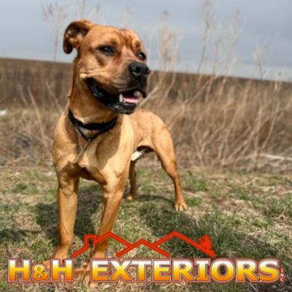 Enlarge Bear, a Adoptable Mixed Breed in Janesville, WI image 6/6