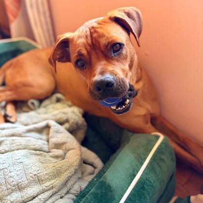 Enlarge Bear, a Adoptable Mixed Breed in Janesville, WI image 3/6