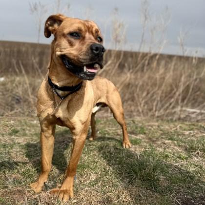 Enlarge Bear, a Adoptable Mixed Breed in Janesville, WI image 5/6