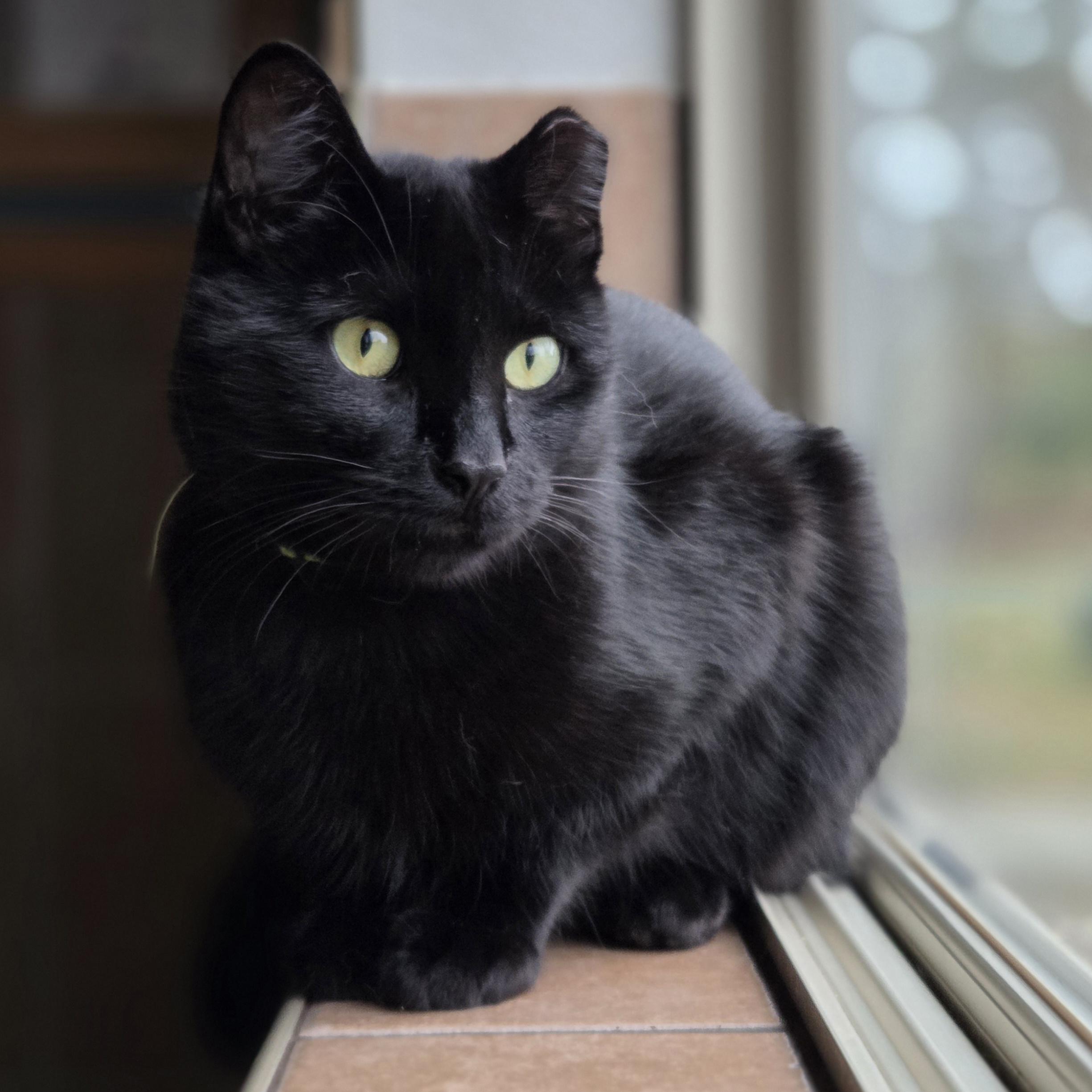 Nightshade, an adoptable Domestic Short Hair in Park Rapids, MN, 56470 | Photo Image 2