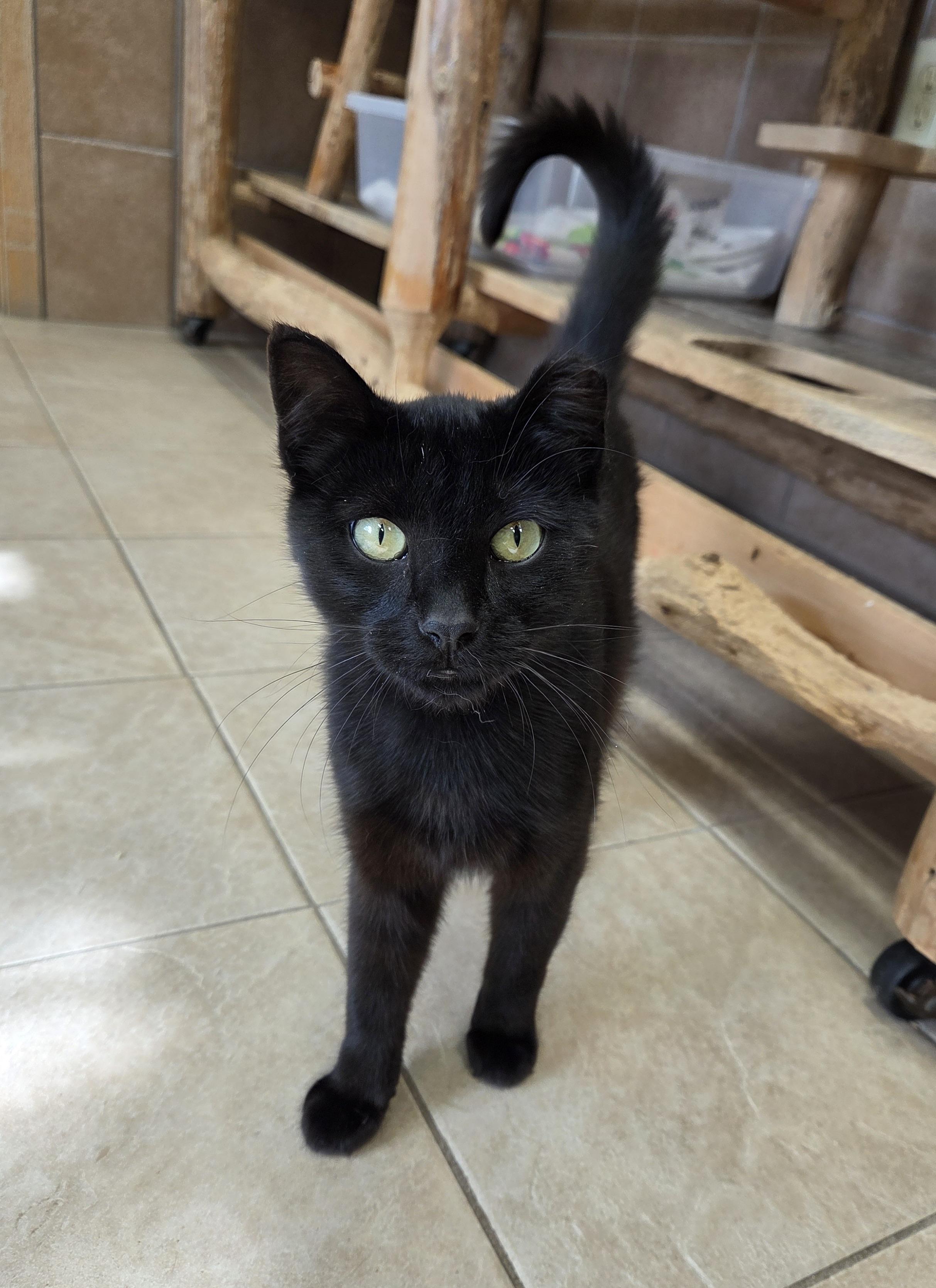 Nightshade, an adoptable Domestic Short Hair in Park Rapids, MN, 56470 | Photo Image 2