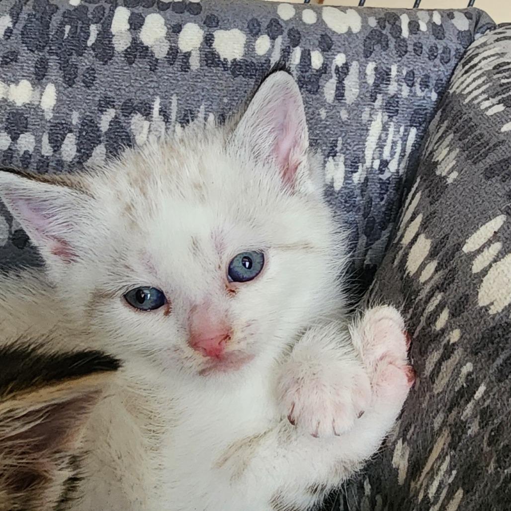 Ghost, Adoptable, Kitten Male Siamese.