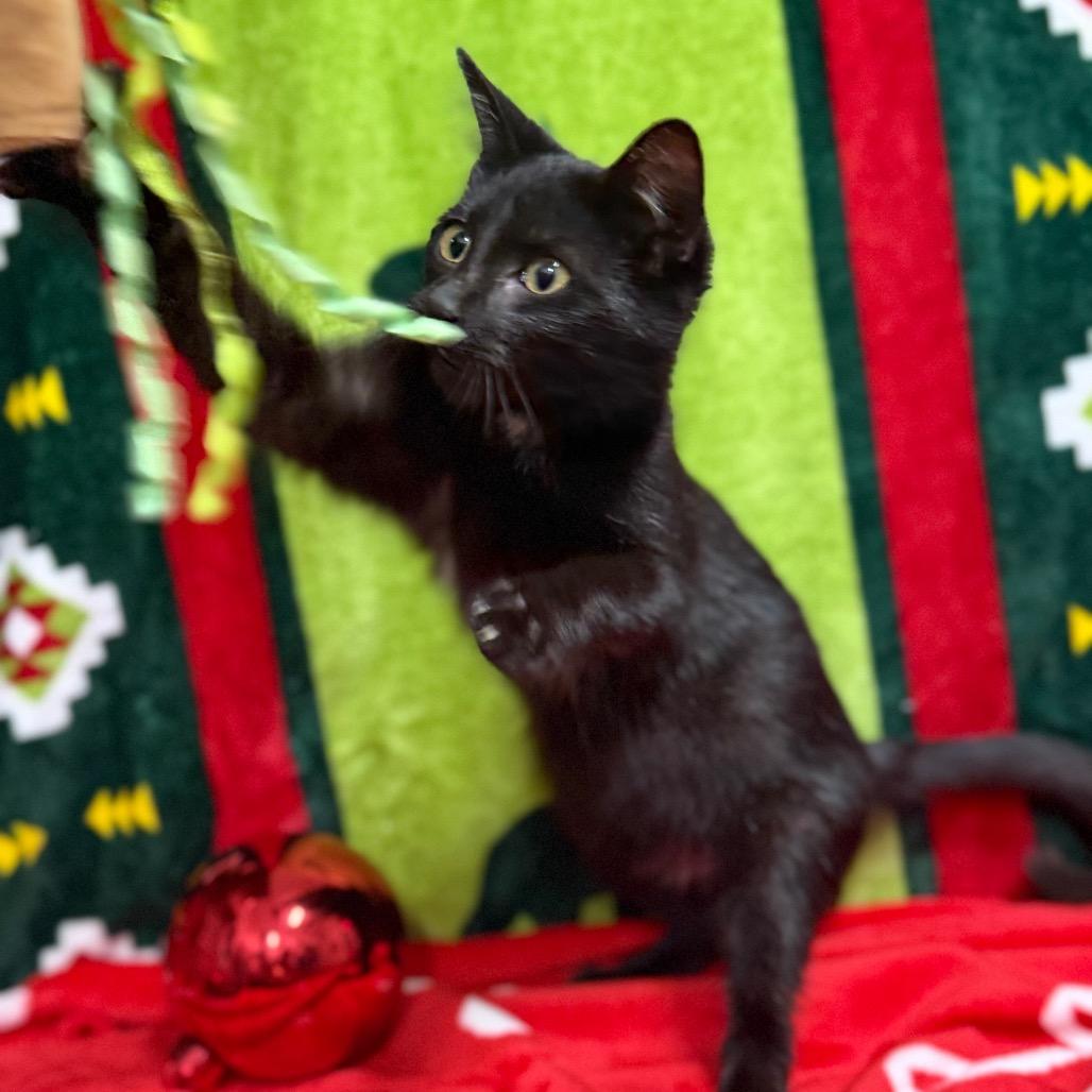 Alaska, Adoptable, Kitten Female Domestic Short Hair.