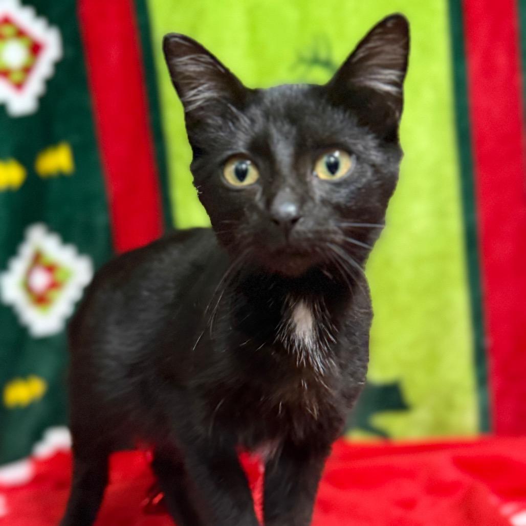 Alaska, a Adoptable Domestic Short Hair in Monroeville, AL image 2/5