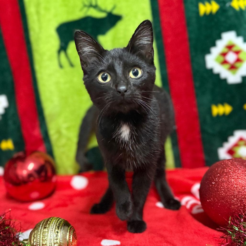 Alaska, a Adoptable Domestic Short Hair in Monroeville, AL image 3/5