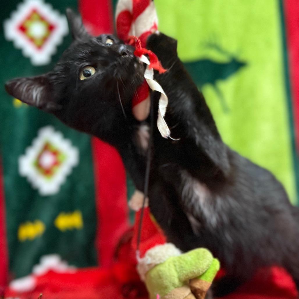 Alaska, a Adoptable Domestic Short Hair in Monroeville, AL image 4/5