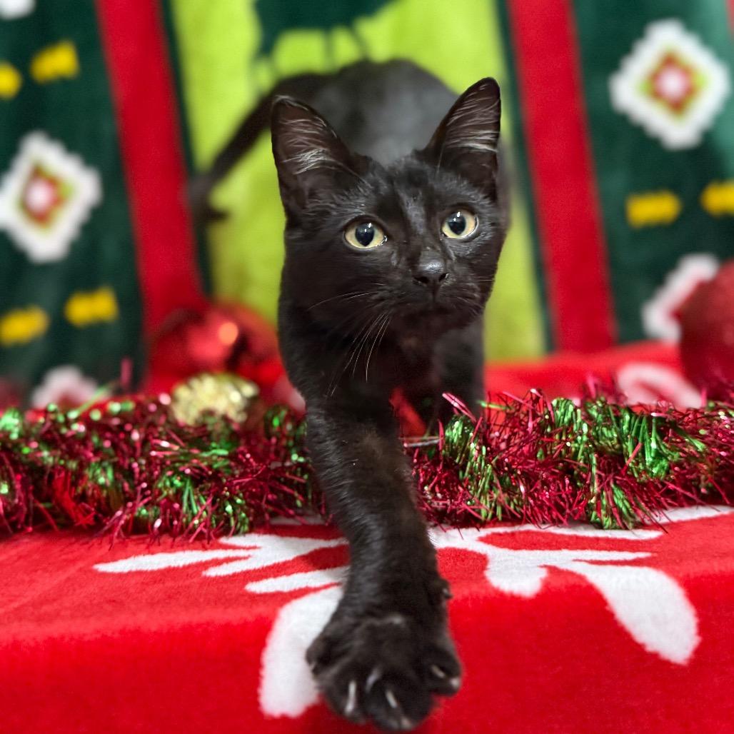 Alaska, a Adoptable Domestic Short Hair in Monroeville, AL image 5/5