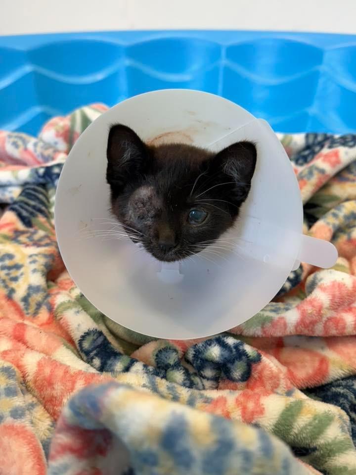 EMBER, Adoptable, Young Female Domestic Short Hair.