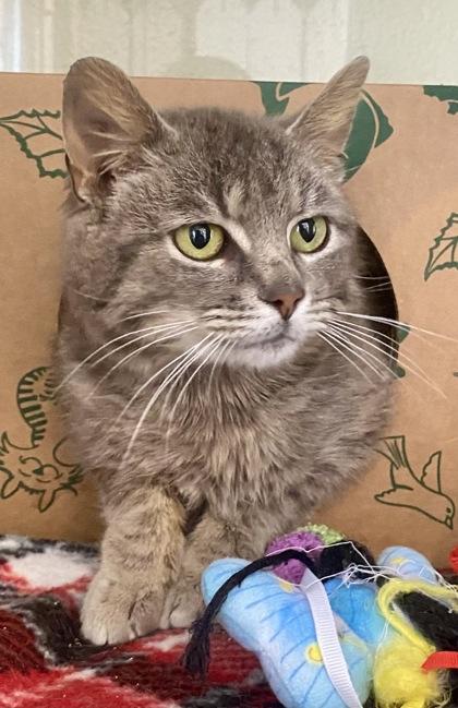 Stanley, adopted, Adult Male Domestic Short Hair.