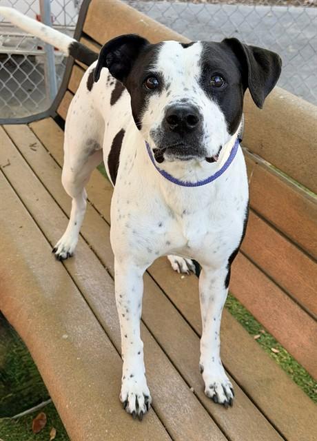 LADY, Adoptable, Adult Female American Bulldog.