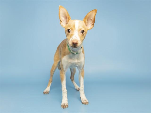 SWEET GIRL, Adoptable, Puppy Female Chihuahua.