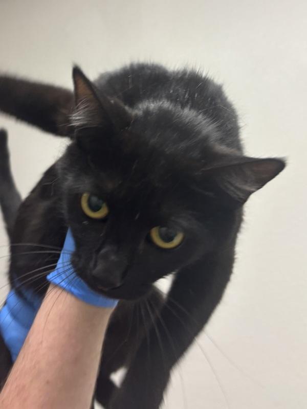 Yonah - Bonded W/ Nier, Adoptable, Young Female Domestic Short Hair.