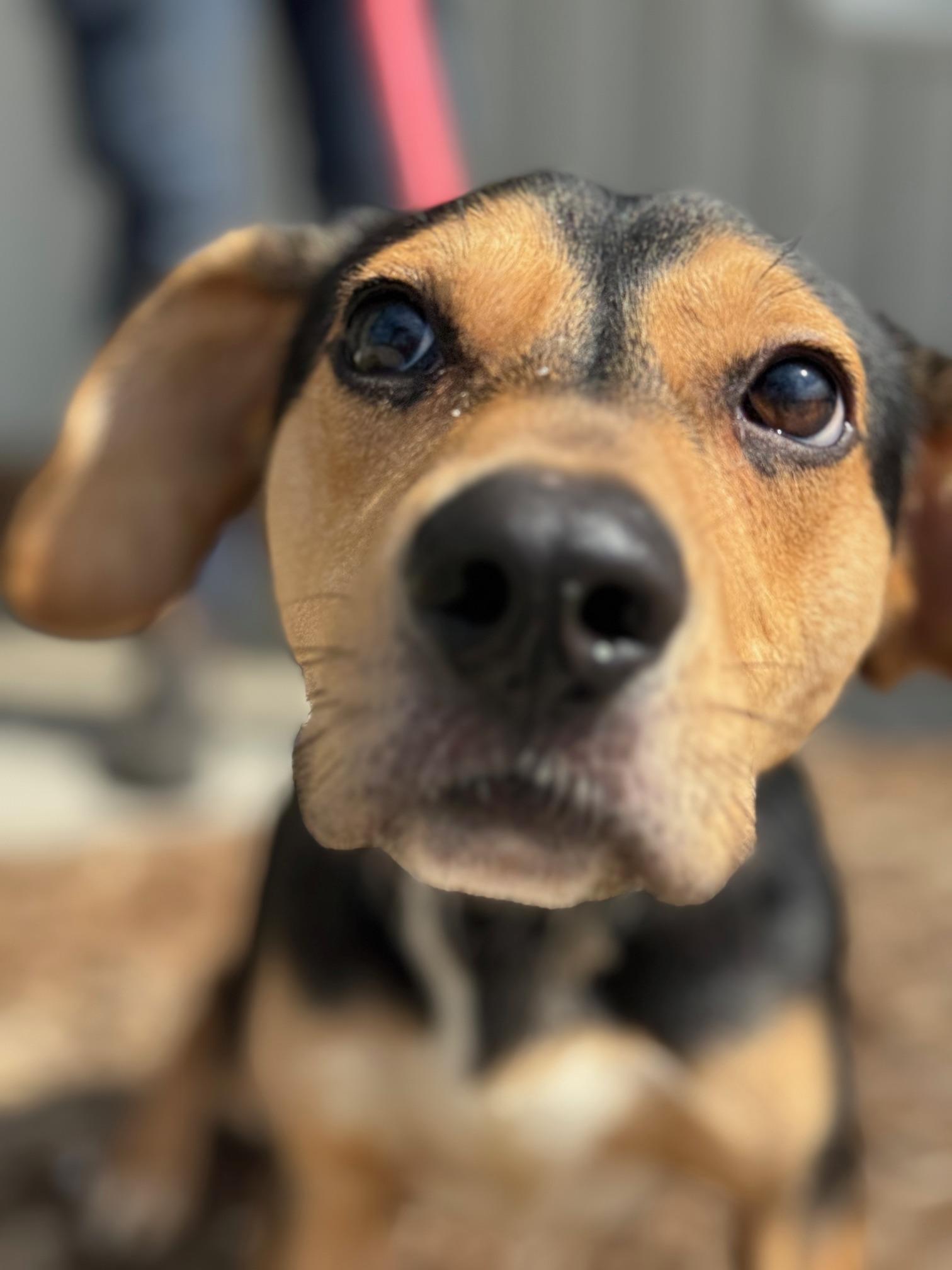 Enlarge Chopper, an adopted mixed breed in Benton Harbor, MI image 2/5