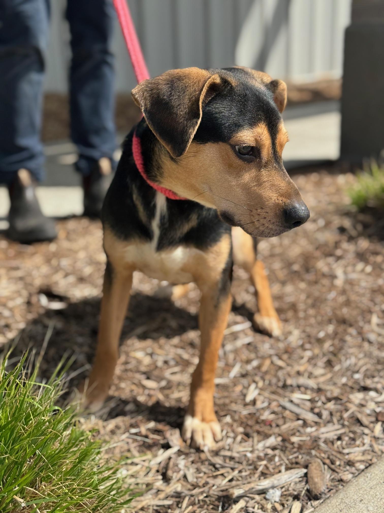 Enlarge Chopper, an adopted mixed breed in Benton Harbor, MI image 3/5