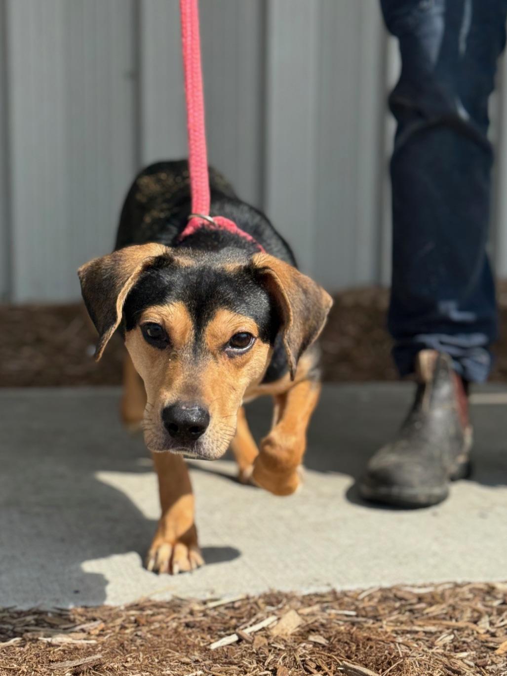 Enlarge Chopper, an adopted mixed breed in Benton Harbor, MI image 5/5