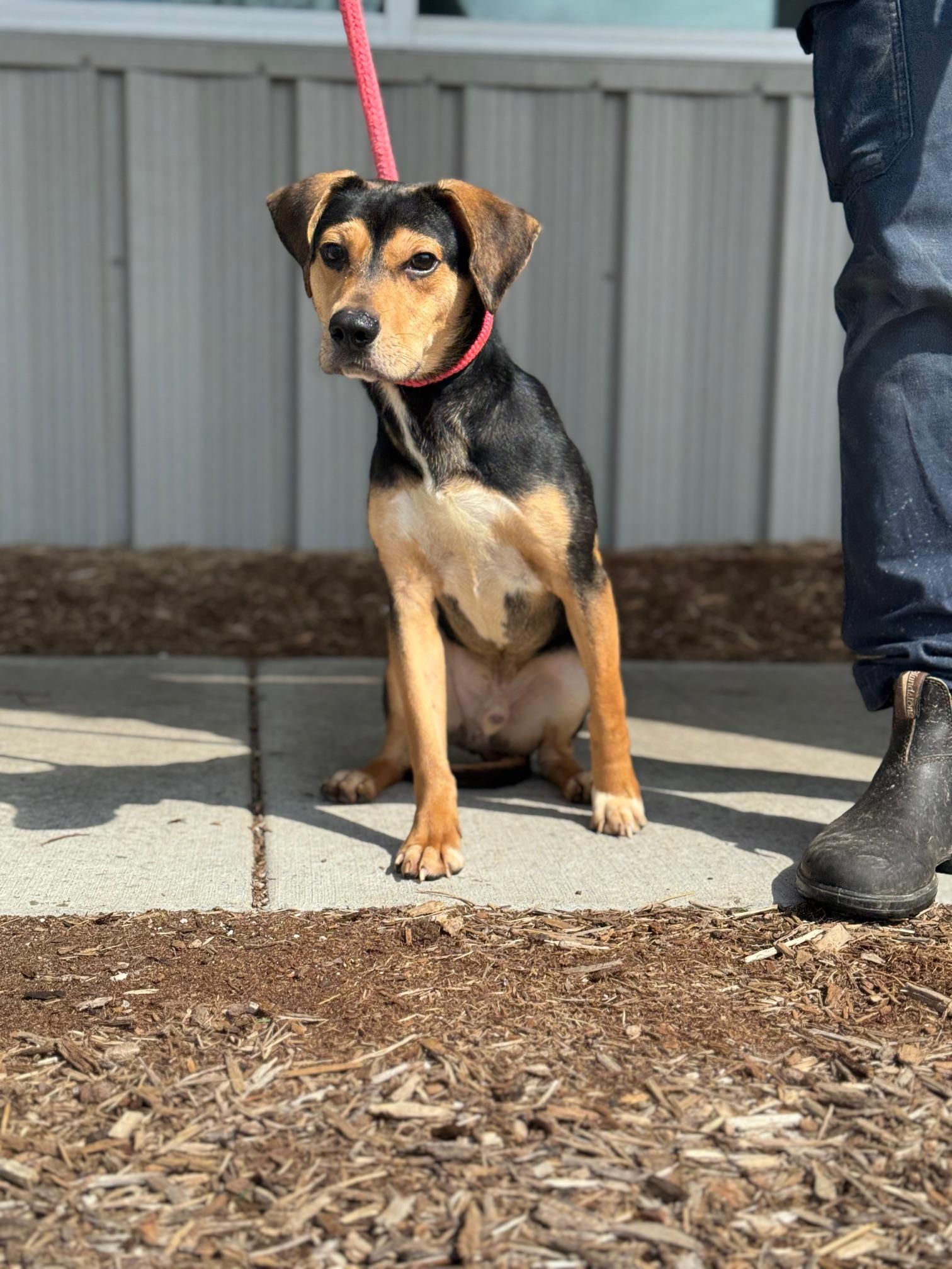 Enlarge Chopper, an adopted mixed breed in Benton Harbor, MI image 4/5