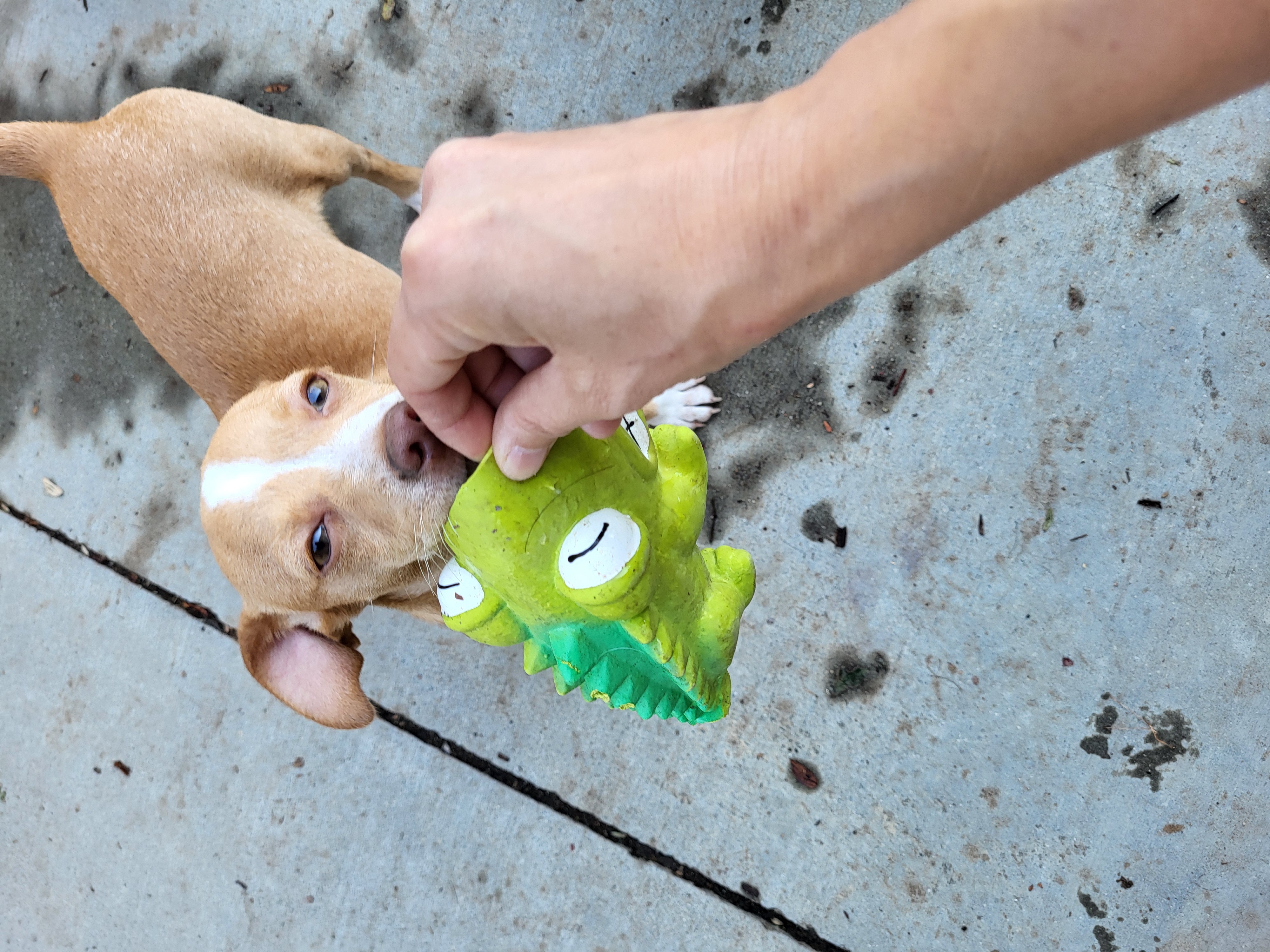 Cinnabon!!, Young Female Chihuahua