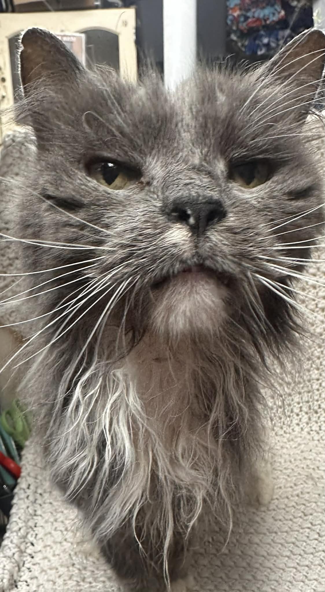 Bella, Adoptable, Adult Female Domestic Long Hair.