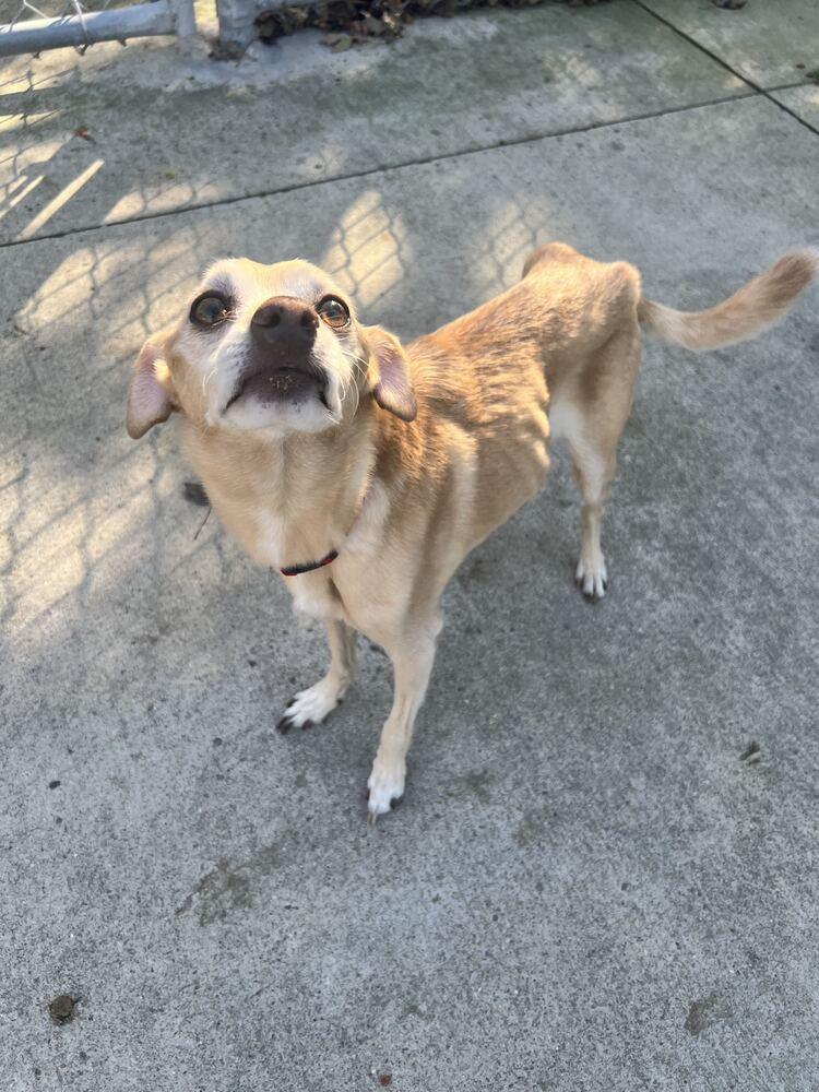 Milo, Adoptable, Adult Male Chihuahua & Yorkshire Terrier.