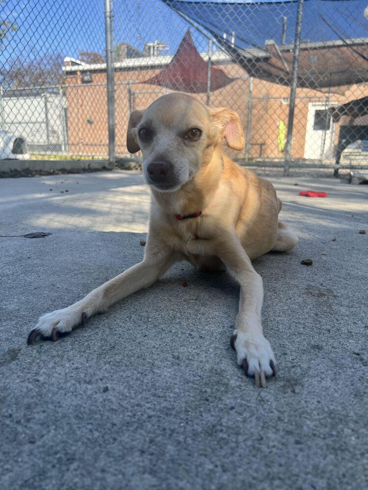 Enlarge Milo, a Adoptable mixed breed in Bowling Green, OH image 2/2