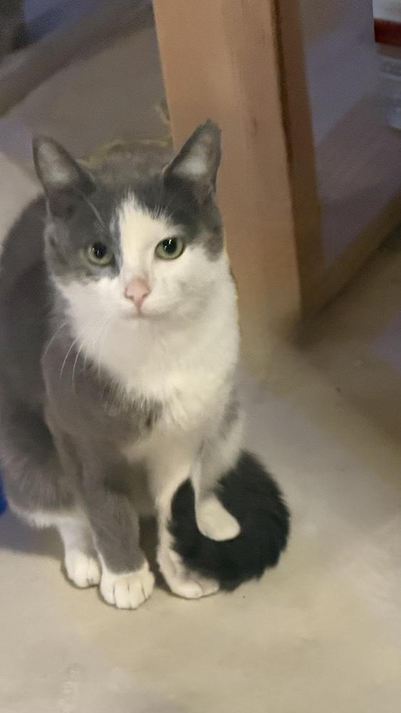 Enlarge Lucy, a Adoptable Domestic Short Hair in Wheaton, IL image 2/4