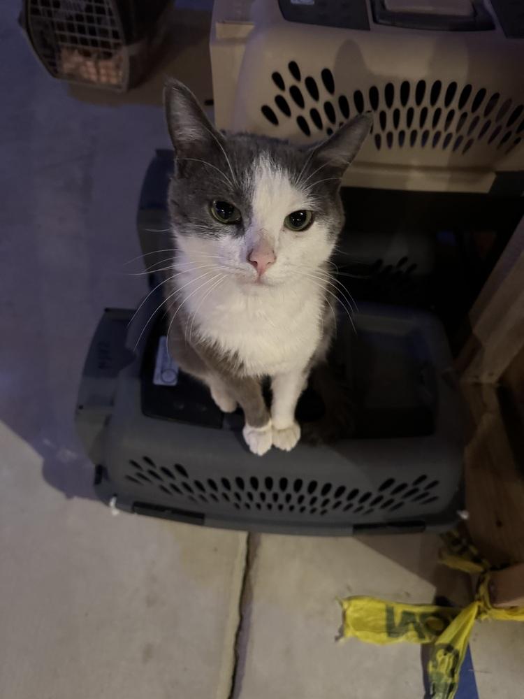 Enlarge Lucy, a Adoptable Domestic Short Hair in Wheaton, IL image 3/4