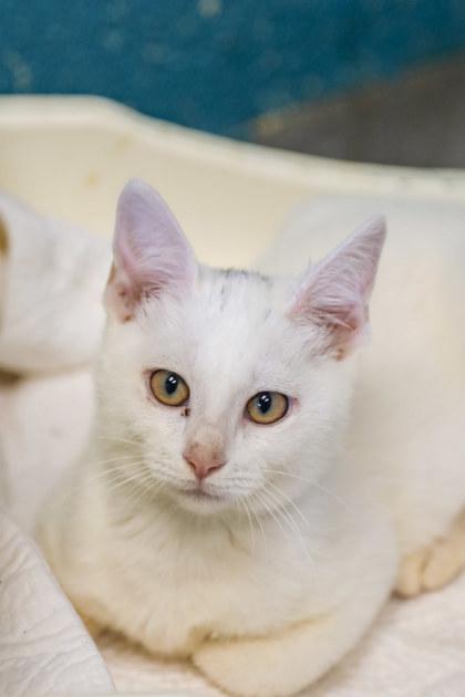 Purris Hilton, Adoptable, Kitten Female Domestic Short Hair & Domestic Short Hair.