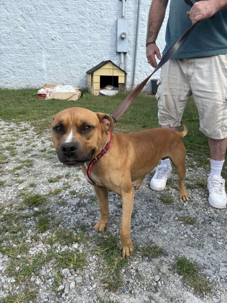 Dog for adoption Bo, a Mixed Breed in Winnsboro, SC Petfinder