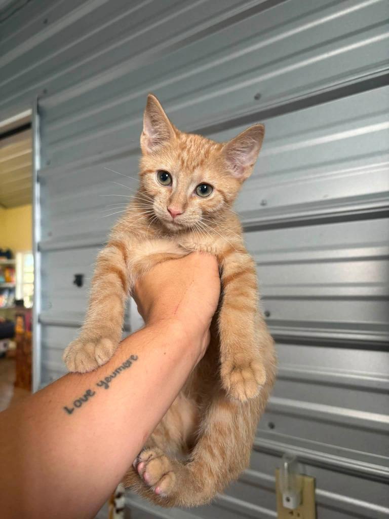 Sloppy, Adoptable, Kitten Male Domestic Short Hair.
