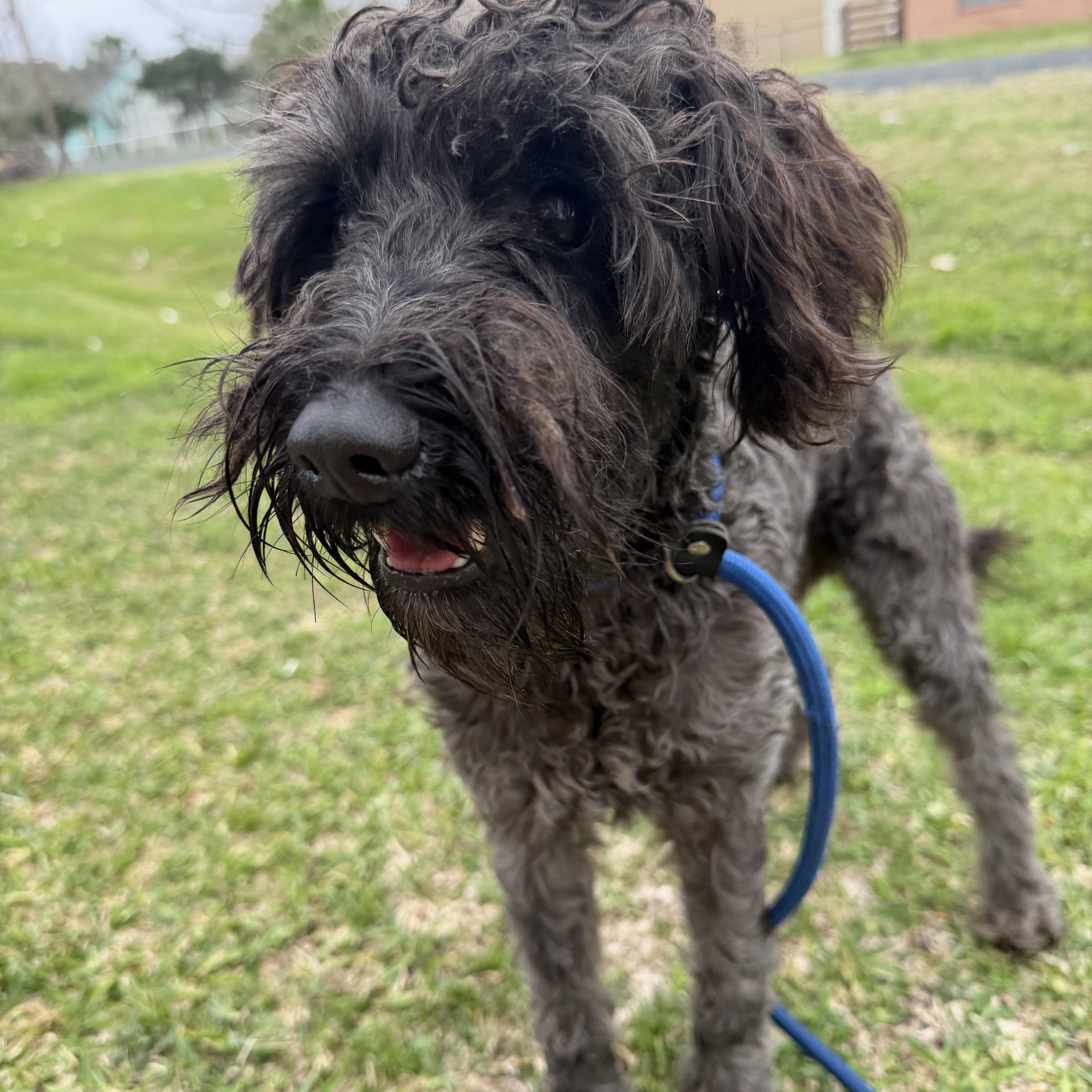 Julio, a ADOPTABLE mixed breed in Westerly, RI image 1/5